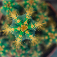 top view of turquoise cactus with yellow needles
