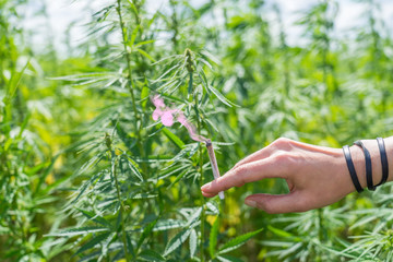 Joint in der Hand vor Hanf Feld cannabis Marihuana