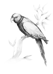 Parrot bird water color art illustration