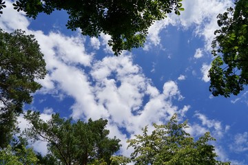Wolken an einem blauen Himmel über Baumwipfeln