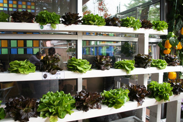 Vegetables and flowers in the plant nursery planted using a multi-storey hydroponic method to save...