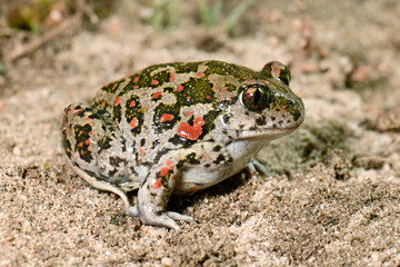 Balkan-Schaufelkröte / Syrische Schaufelkröte (Pelobates balcanicus), Griechenland - Balkan...