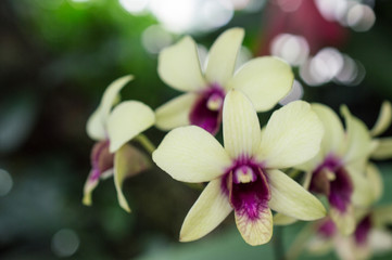 Violet orchid