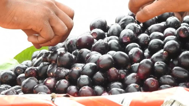 Searchung bgood Syzygium cumini at a Place,