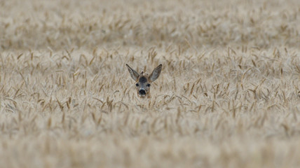 Head of roe buck is sticking out og agricultural field 