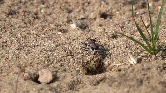 Northern Dune Tiger Beetle (Cicindela hybrida) bites a dead bee and suck out it, slow motion. Slowed down 4 times
