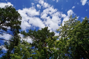 Wolken an einem blauen Himmel über den Wipfeln von Bäumen eines Mischwalds