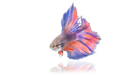 Siamese fighting fish isolated on White background this has clipping path.