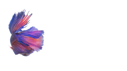 Fototapeta premium Siamese fighting fish isolated on White background this has clipping path.