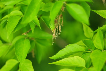 Dry bunches of flowers of buds of a tree in a crown