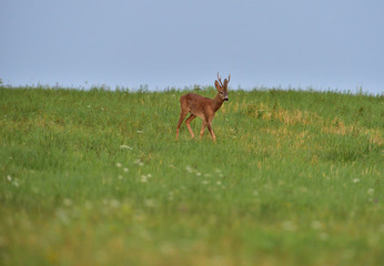 Roe deer walking on the meadow with green grass