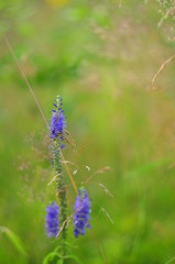 Thin lilac meadow plant stretches up, beautiful bokeh