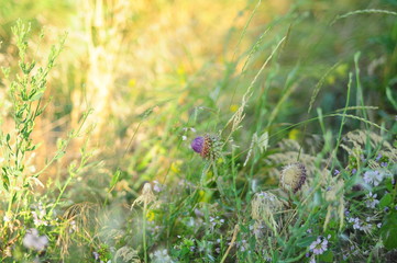 The spherical head of a Thistle watching Sunny thickets