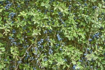 Blackthorn. Blue berries of wild blackthorn in summer. Blackthorn berries. Prunus spinosa.
