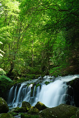 Naklejka premium 夏の蓼科大滝