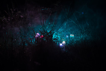Fantasy glowing mushrooms in mystery dark forest close-up. Beautiful macro shot of magic mushroom or three souls lost in avatar forest. Fairy lights on background with fog
