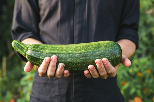 Organic vegetables. Healthy food. Fresh organic squash or zucchini in farmers hands