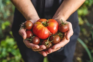Fotobehang Organische groenten. Gezond eten. Verse biologische tomaat en tomatenkers in boerenhanden © samael334