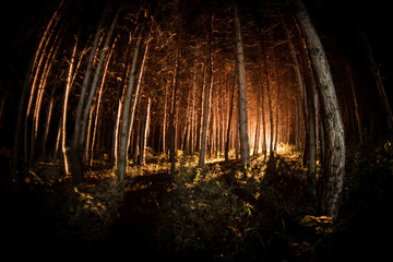 magical lights sparkling in mysterious forest at night. Pine forest with strange light