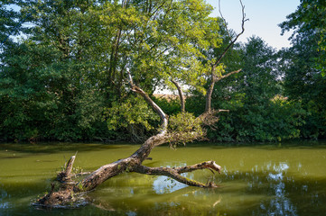 Photo of a natural beautiful small river in the summer on a sunny day in the forest. Great day, nice weather.