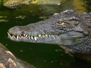 Crocodile