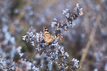Butterfly And Lavendula