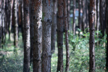 Fototapeta premium Bark of Pine Tree close up. Beautiful pine forest at summer time.