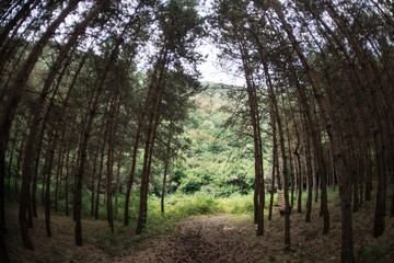 Forest landscape.Beautiful forest nature. Tall old pine trees. Summer sunny day.
