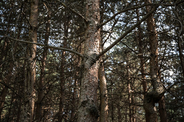 Bark of Pine Tree close up. Beautiful pine forest at summer time.