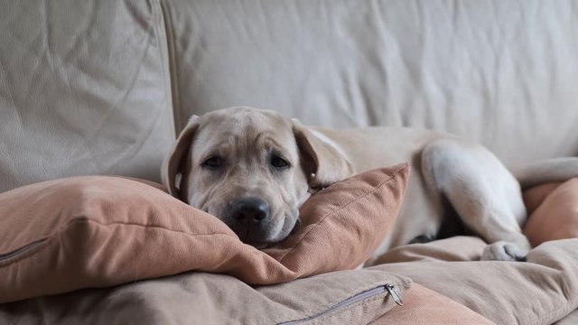 Labrador puppy lies on a sofa with a pillow. Labrador Retriever puppy. beige leather sofa.