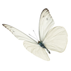 white butterfy flying