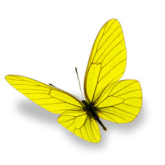 yellow butterfly