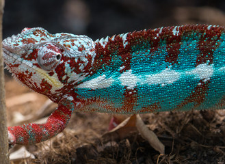 Caméléon