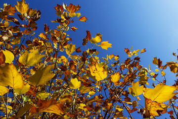 bright color gold yellow autumn leaves against blue sky