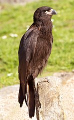 Striated Caracara or Johnny Rook (Phalcoboenus australis) portrait