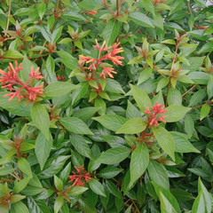 leaves and red  flower 