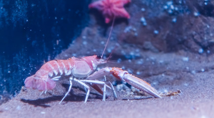 closeup of a norway lobster on the bottom of the aquarium, popular pet in aquaculture