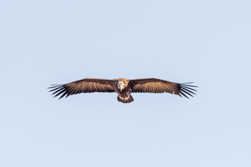 White-headed vulture in flight