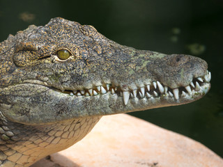 Obraz premium Crocodile