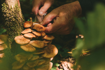 Old man cuts a knife with mushrooms in the forest. Manual mushroom picking