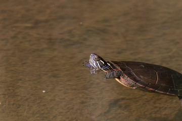 Painted turtle in swamp environment