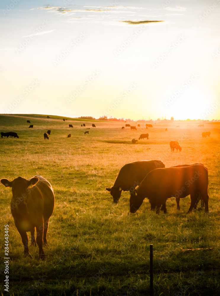 Wall mural herd of cows in the field at sunset