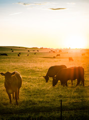 herd of cows in the field at sunset