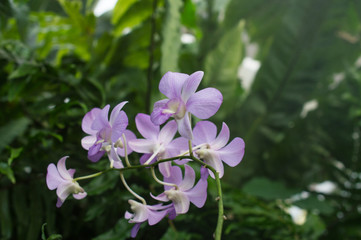 Fototapeta premium Orchid
