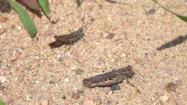 Grasshopper sings a song next to a female