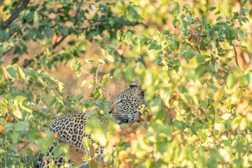 Leopard, Panthera pardus, hiding behind mopani bushes and looking back