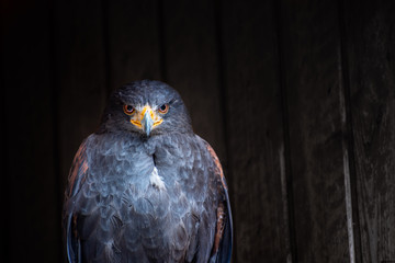 Vogel