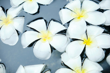 Frangipani White Tropical Flower in Bowl Water
