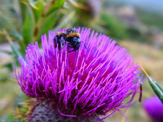 Fleur violette abeille