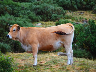 Vache en milieu naturel en montagne dans les Pyrénées 